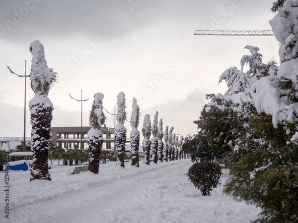 Fototapeta Snow-covered palm trees of the Black Sea coast. Palm leaves in the snow.