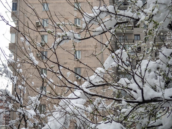 Fototapeta Snow-covered streets of the city on the Black Sea coast. Snowdrifts on the streets of Batumi.  Unexpected frost in the south.