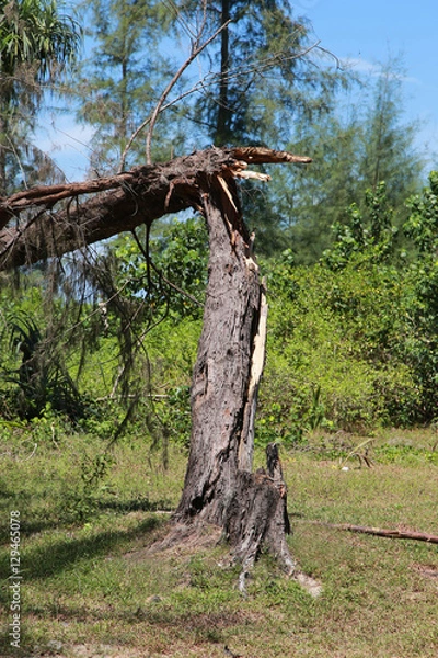 Obraz broken tree