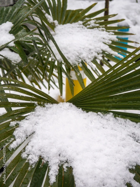 Fototapeta Snow-covered palm trees of the Black Sea coast. Palm leaves in the snow.