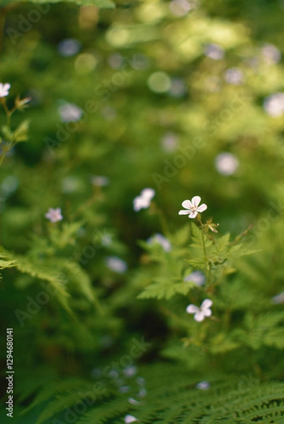 Obraz white flowers on a green background