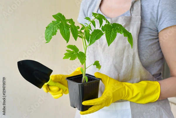 Fototapeta A container with tomato seedlings in the hands of a woman. Gardening, hobby.