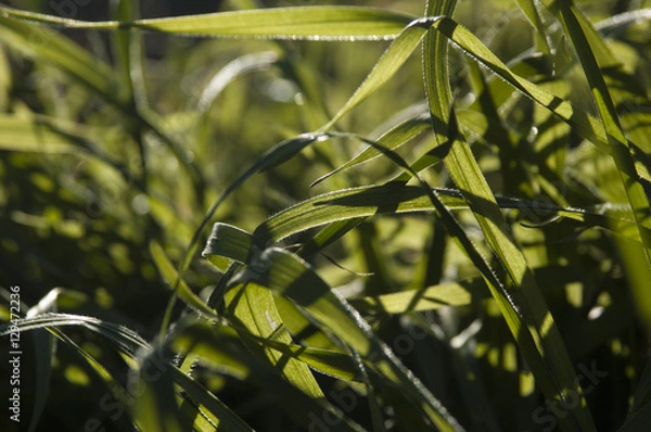 Obraz Fotografía Macro