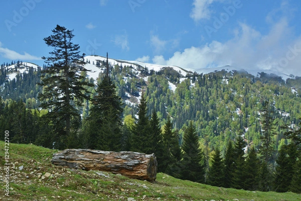 Obraz mountain pine landscape in the cold sunny spring