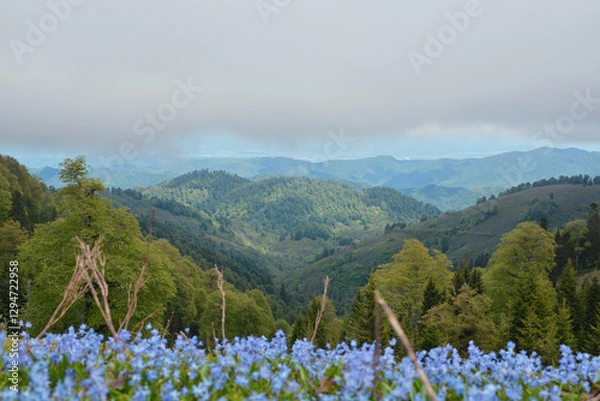 Obraz spring flowers in the fog clouds mountains