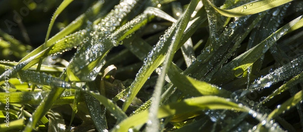 Obraz Fotografía Macro