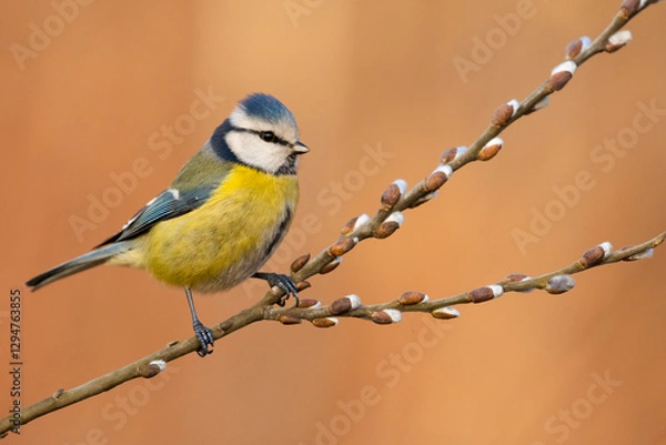 Obraz blue tit on willow catkins