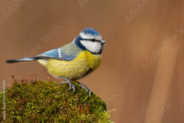 Obraz blue tit on moss