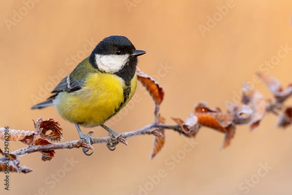 Obraz great tit parus major