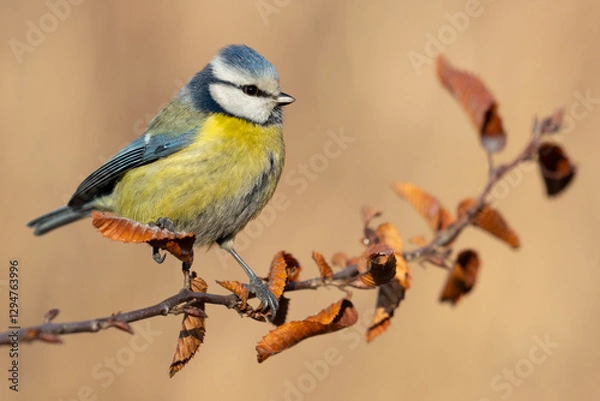 Obraz blue tit on branch