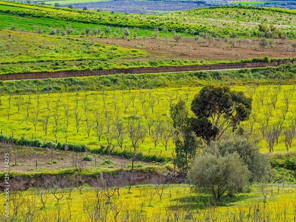 Obraz Vibrant farm fields and olive groves in Sicily
