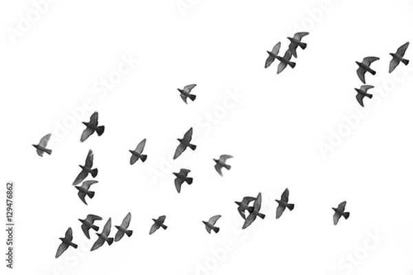 Obraz Wiele gołębi ptaków latających na niebie. Czarny i biały