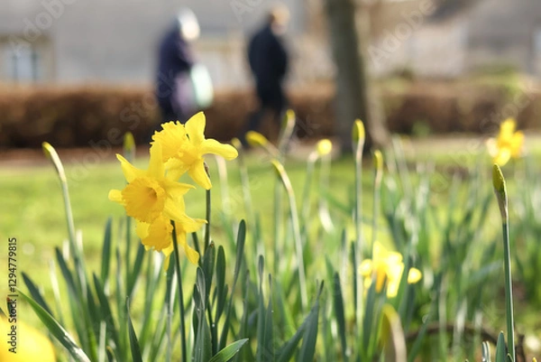 Obraz daffodils in spring