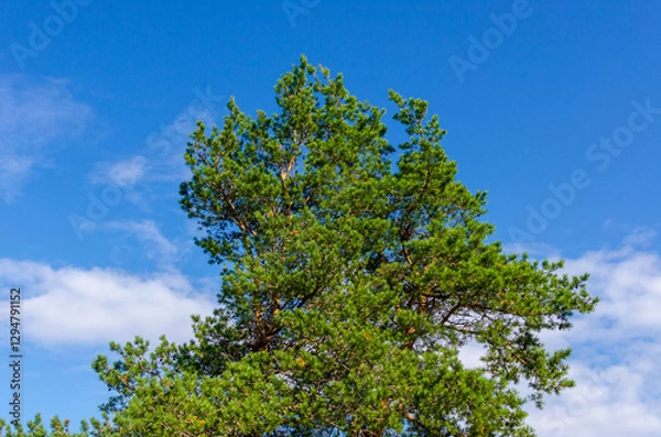 Obraz pine tree against blue sky