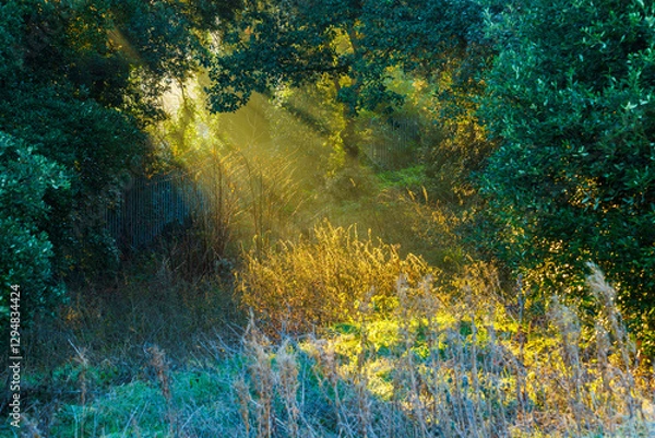 Obraz The Phoenix Park early in the morning