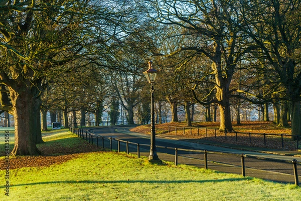Obraz The Phoenix Park early in the morning