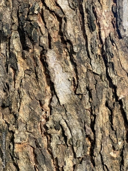 Fototapeta tree texture