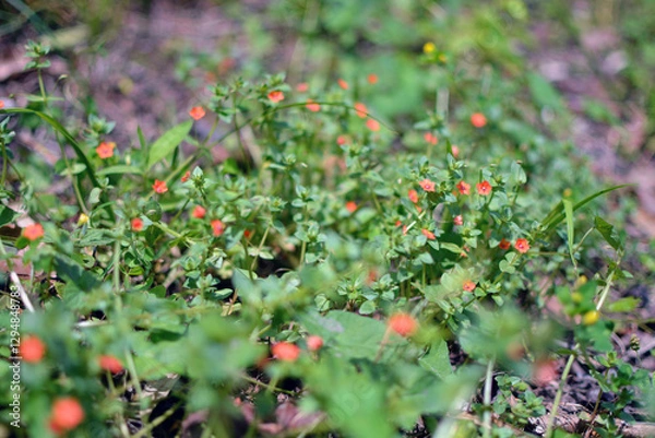 Obraz Small red flowers close up in the grass