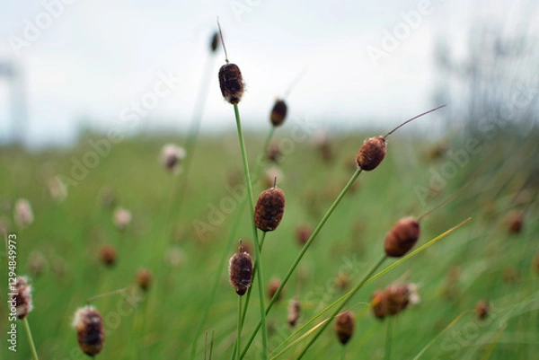 Fototapeta Mini reeds in a swamp close-up