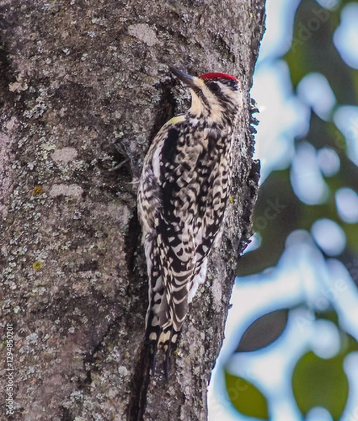 Obraz Yellow-bellied Sapsucker