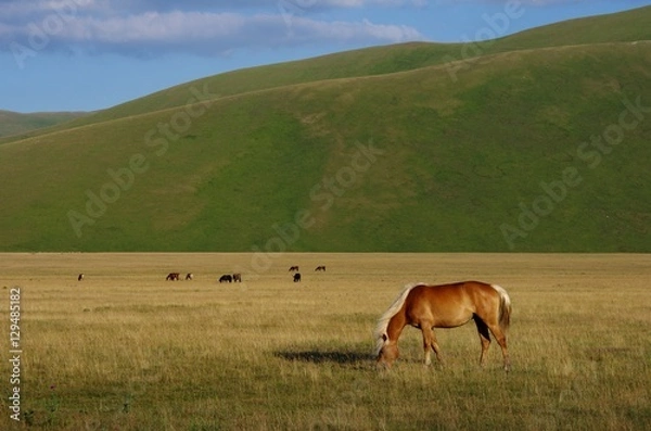 Obraz Castelluccio