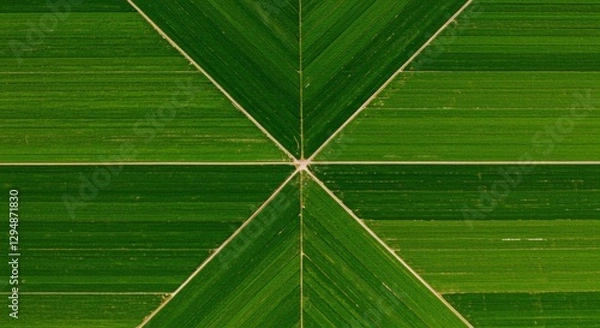 Fototapeta Aerial view of a geometric agricultural landscape with vibrant green fields