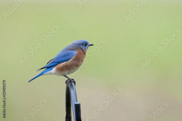 Fototapeta Eastern Bluebird