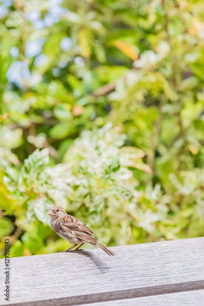 Fototapeta スズメ
