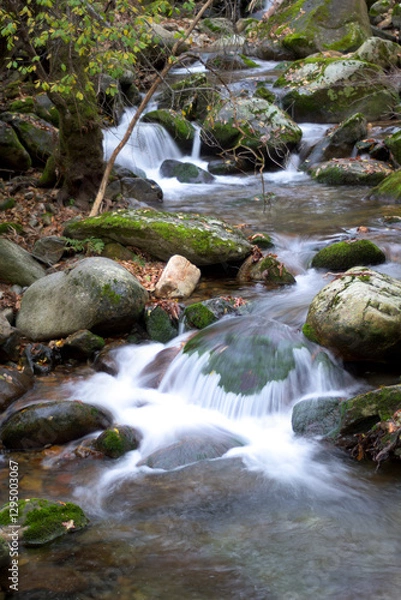 Fototapeta River of crystal clear waters running next to stones with moss and vegetation on the shore vertically