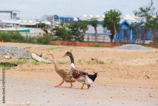 Fototapeta Two Ducks Strolling on a Dusty Rural Path