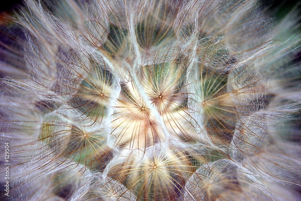 Obraz kosmiczna bródka