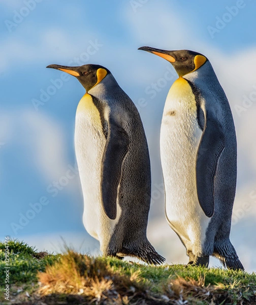 Obraz King Penguins