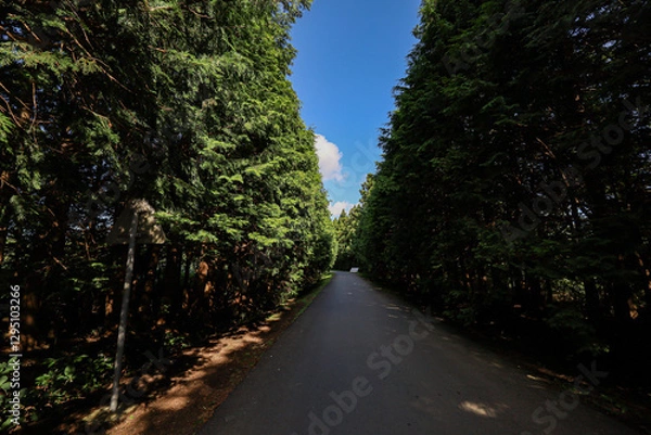 Fototapeta 나무 사이로 지나가는 숲길 제주시 조천읍 교래리 제동목장 포토존