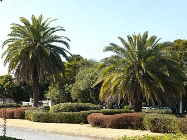 Obraz palm trees in the park