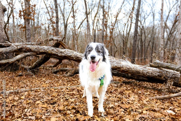 Fototapeta White Great Pyrenees stands in front of sparse autumn brush, its thick, fluffy coat glowing in the crisp outdoor air. Scattered red, orange, and golden leaves dot the ground and bare branches