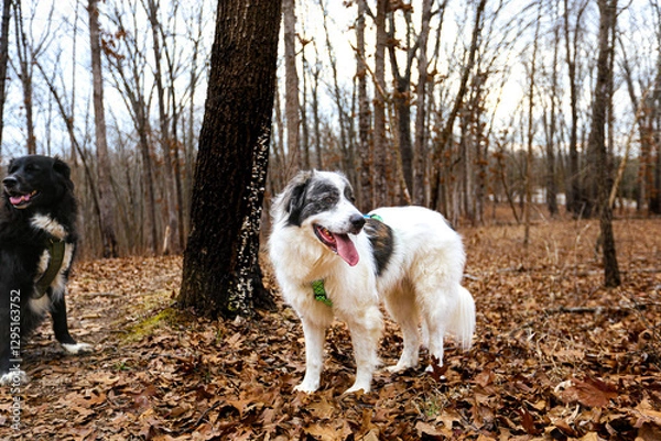 Fototapeta White Great Pyrenees stands in front of sparse autumn brush, its thick, fluffy coat glowing in the crisp outdoor air. Scattered red, orange, and golden leaves dot the ground and bare branches