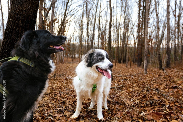 Fototapeta White Great Pyrenees stands in front of sparse autumn brush, its thick, fluffy coat glowing in the crisp outdoor air. Scattered red, orange, and golden leaves dot the ground and bare branches