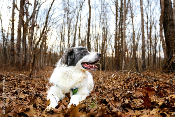 Fototapeta White Great Pyrenees stands in front of sparse autumn brush, its thick, fluffy coat glowing in the crisp outdoor air. Scattered red, orange, and golden leaves dot the ground and bare branches