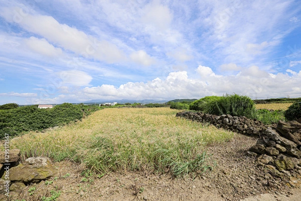 Fototapeta 밭과 하늘이 어우러진 논밭 풍경 제주도 제주시 한림읍 귀덕리 영등할망 밭담길