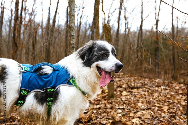 Fototapeta White Great Pyrenees stands in front of sparse autumn brush, its thick, fluffy coat glowing in the crisp outdoor air. Scattered red, orange, and golden leaves dot the ground and bare branches