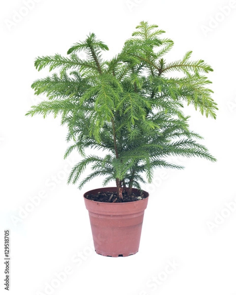 Obraz Norfolk island pine tree in decorative pot isolated on white background