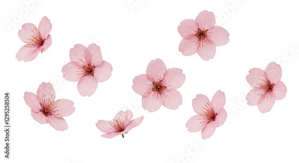 Fototapeta 桜の花、モデル