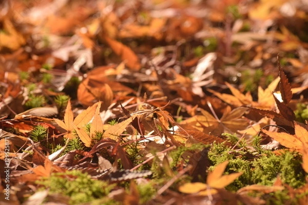 Fototapeta 晩秋の落葉