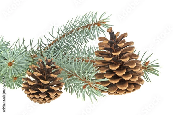 Fototapeta Blue spruce twig with cones, isolated on white background