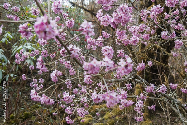 Fototapeta Lokta (Daphne) flowers in bloom on the way to Kangchanjunga Base Camp, Yamphuddin, Nepal