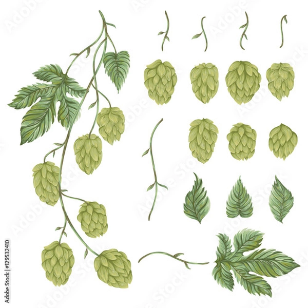 Fototapeta Oddział chmielu. Kolekcja elementów kwiatowy wzór. Szyszki chmielowe, liście i gałęzie. Pojedyncze elementy. Vintage ręcznie rysowane ilustracji w stylu przypominającym akwarele.
