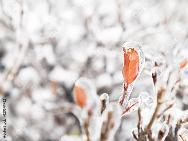 Fototapeta Bush branches and leaves covered with ice on white snow background. Selective focus. Shallow depth of field. 