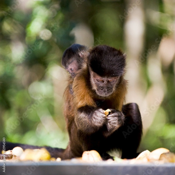 Fototapeta Äffchen mit Baby
