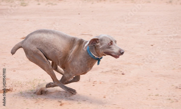 Fototapeta Weimaraner dog running full speed in sand