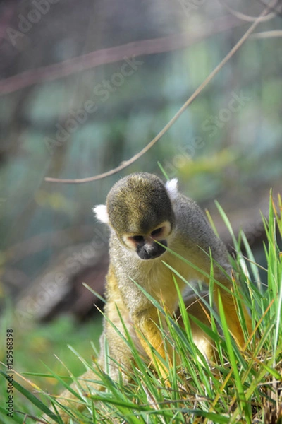 Obraz Saïmiris du Pérou